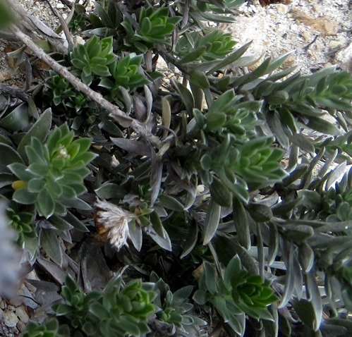 Schistostephium umbellatum leaves