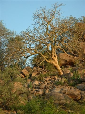 Commiphora marlothii