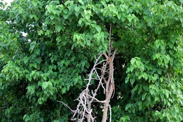 Croton megalobotrys