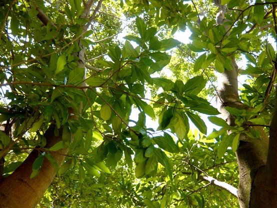 Cryptocarya latifolia