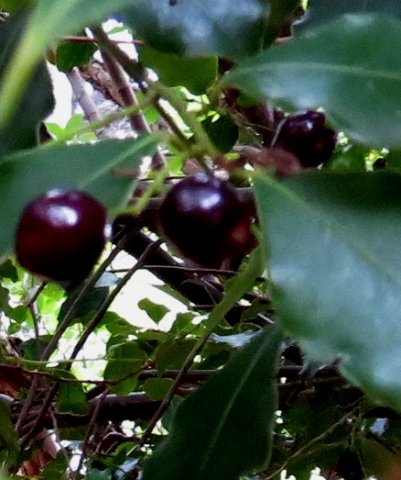 Cryptocarya woodii 