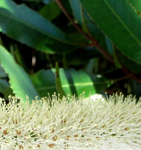 Cunonia capensis florets