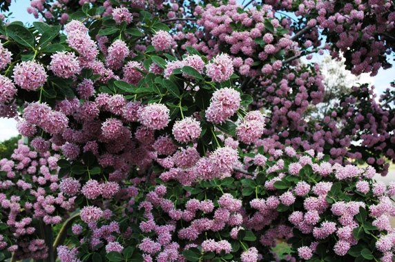 Dais cotinifolia