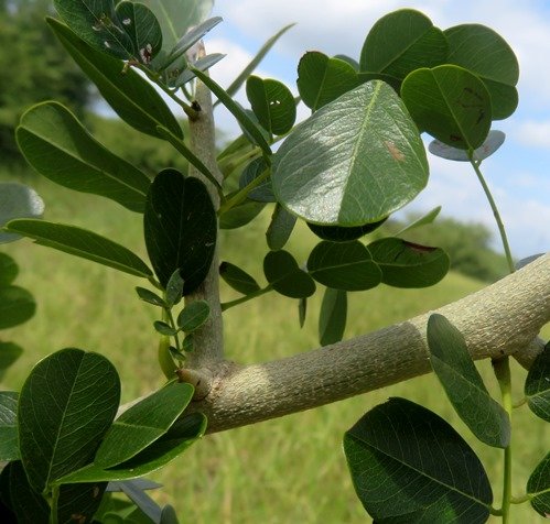 Dalbergia melanoxylon surface of a young stem
