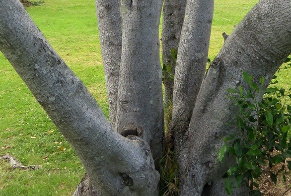 Olea capensis subsp. capensis stems