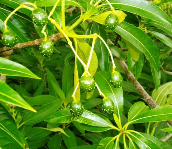Rauvolfia afra
