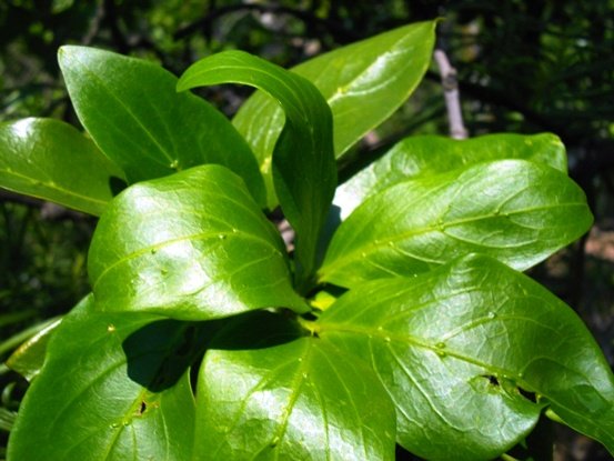 Rothmannia capensis shiny leaves