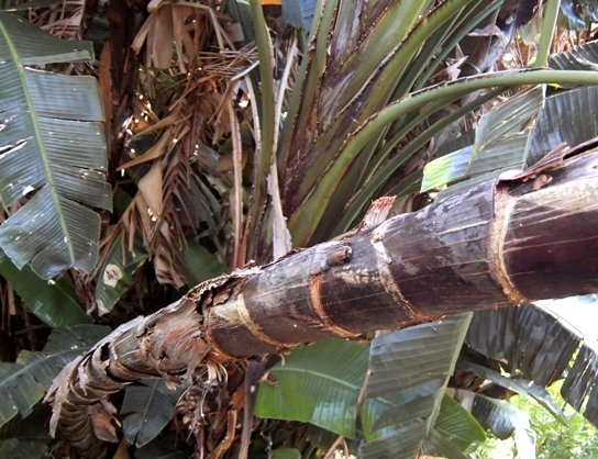 Strelitzia nicolai bare stem