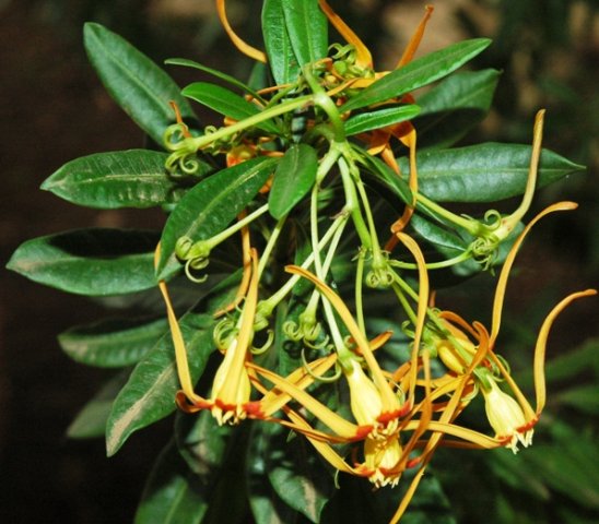 Strophanthus speciosus