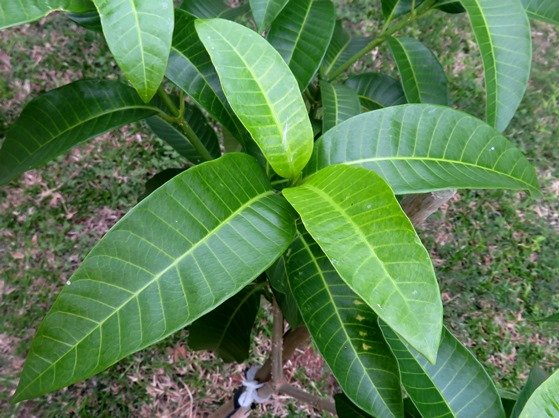 Tabernaemontana elegans leaves